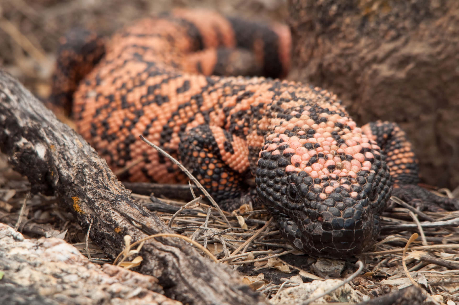A Lizard With Black Spots And Orange Spots