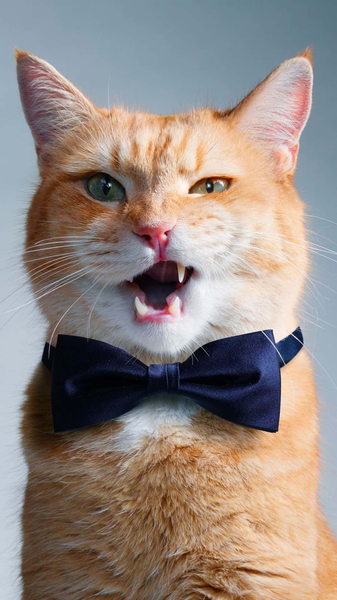 Orangekomisches Katzen-bow-tie-bild