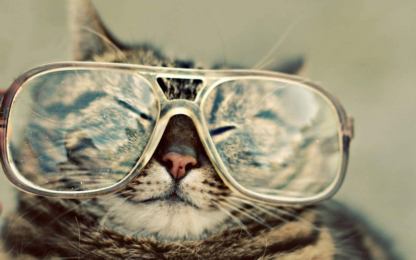 Mærkelig Kat Stor Gennemsigtig Glas Briller Billede Tapet