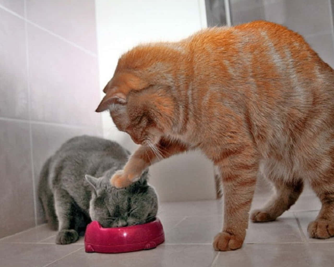 Imagende Un Gato Gris Y Naranja Jugando Y Comiendo