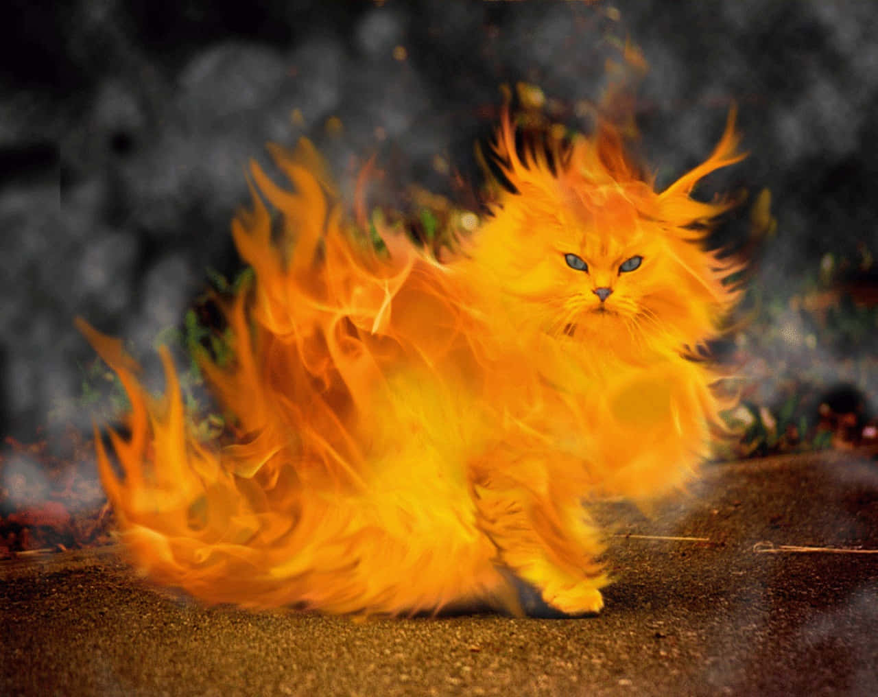 Coolesbild Von Einer Seltsamen Katze Mit Feuerkörpern
