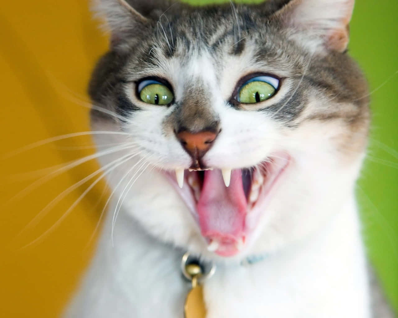 Seltsamesbild Einer Katze Mit Offenem Mund Und Spitzen Zähnen