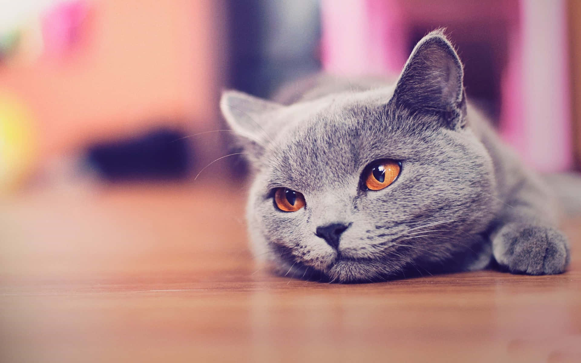 Graueskomisches Katzengemälde Mit Orangefarbenen Augen