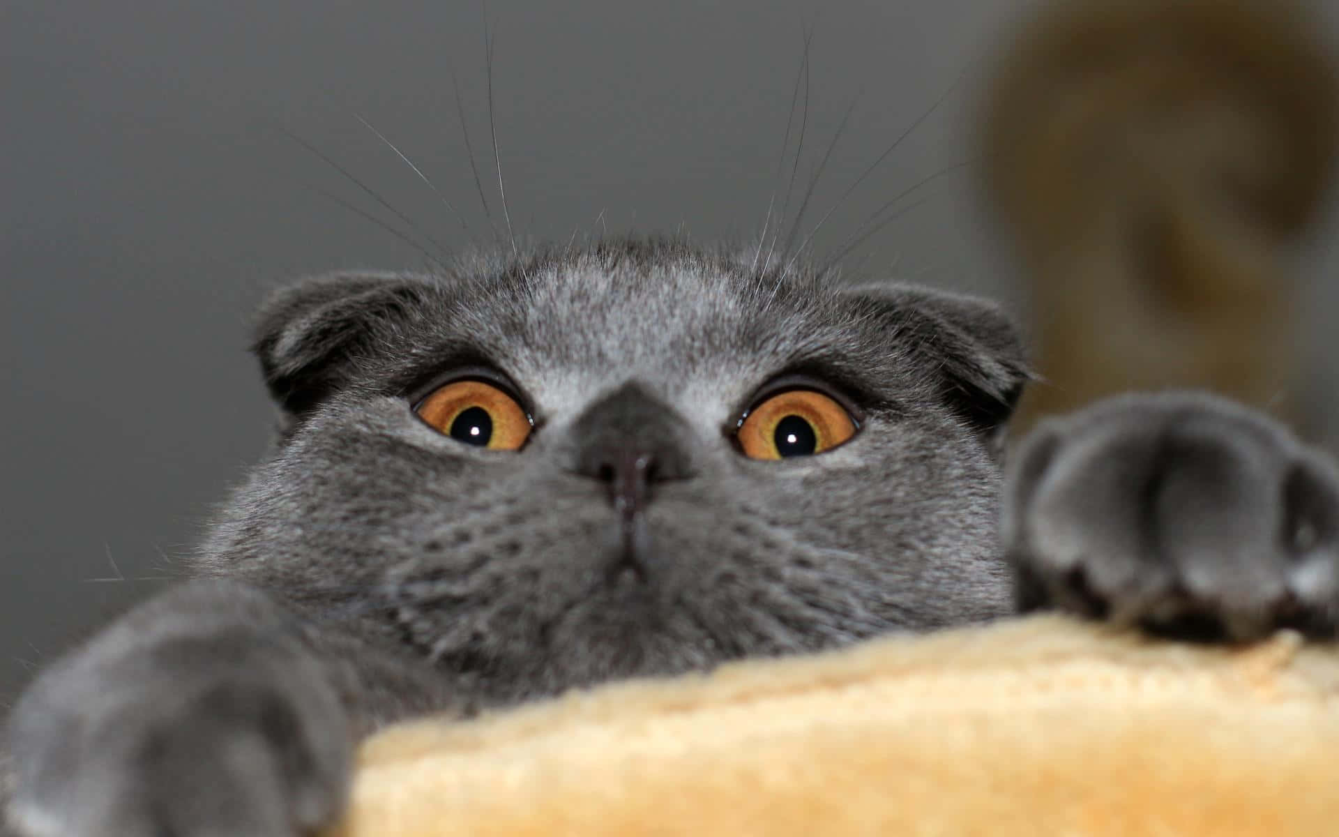 Mærkelig grå kat hænger på billedramme