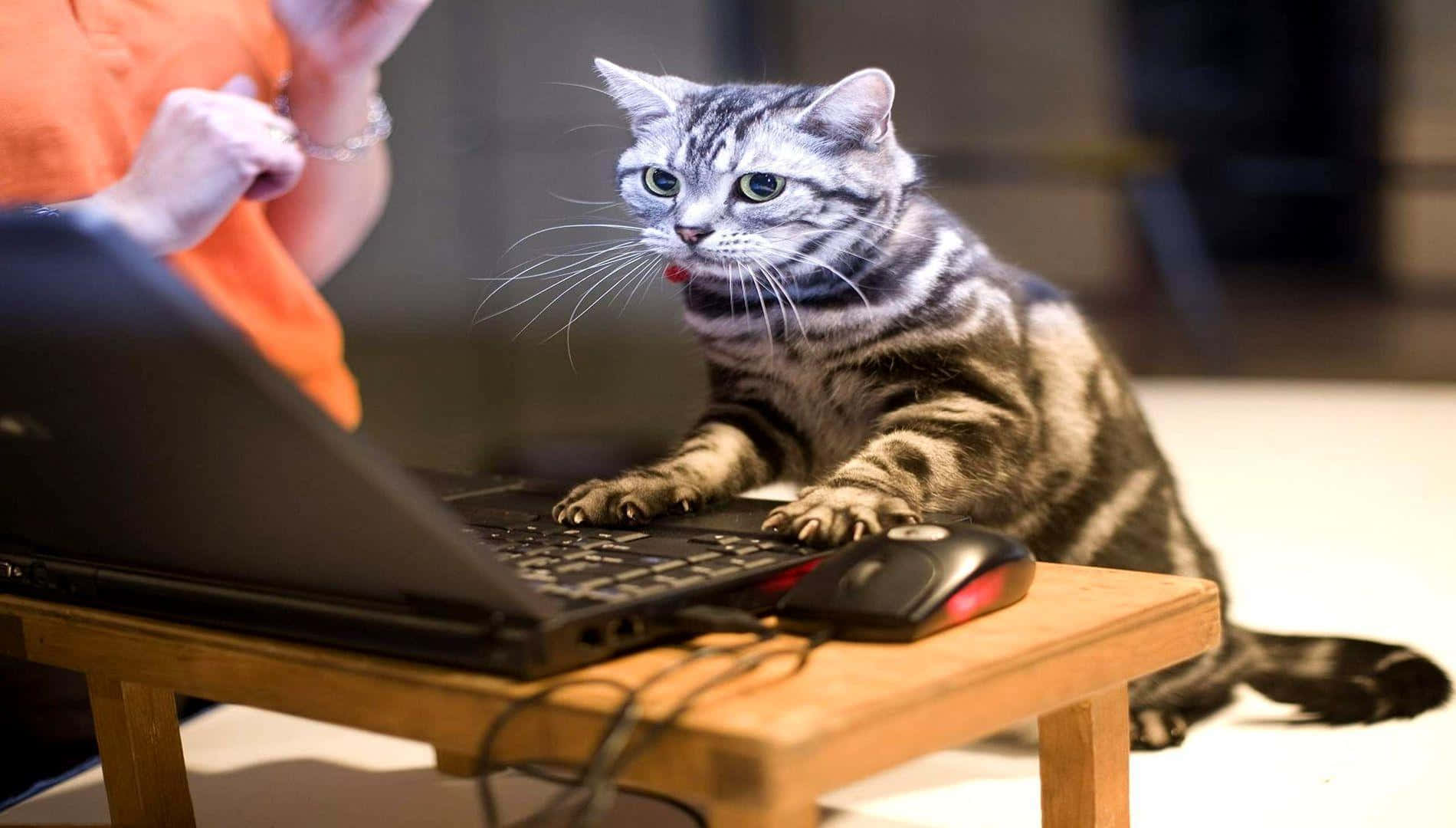 Schwarzesseltsames Katze Arbeitet Am Laptop Bild
