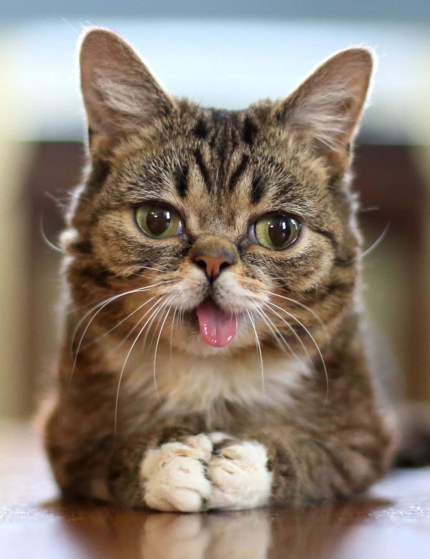 Weird Cat Funny Face Tongue Picture