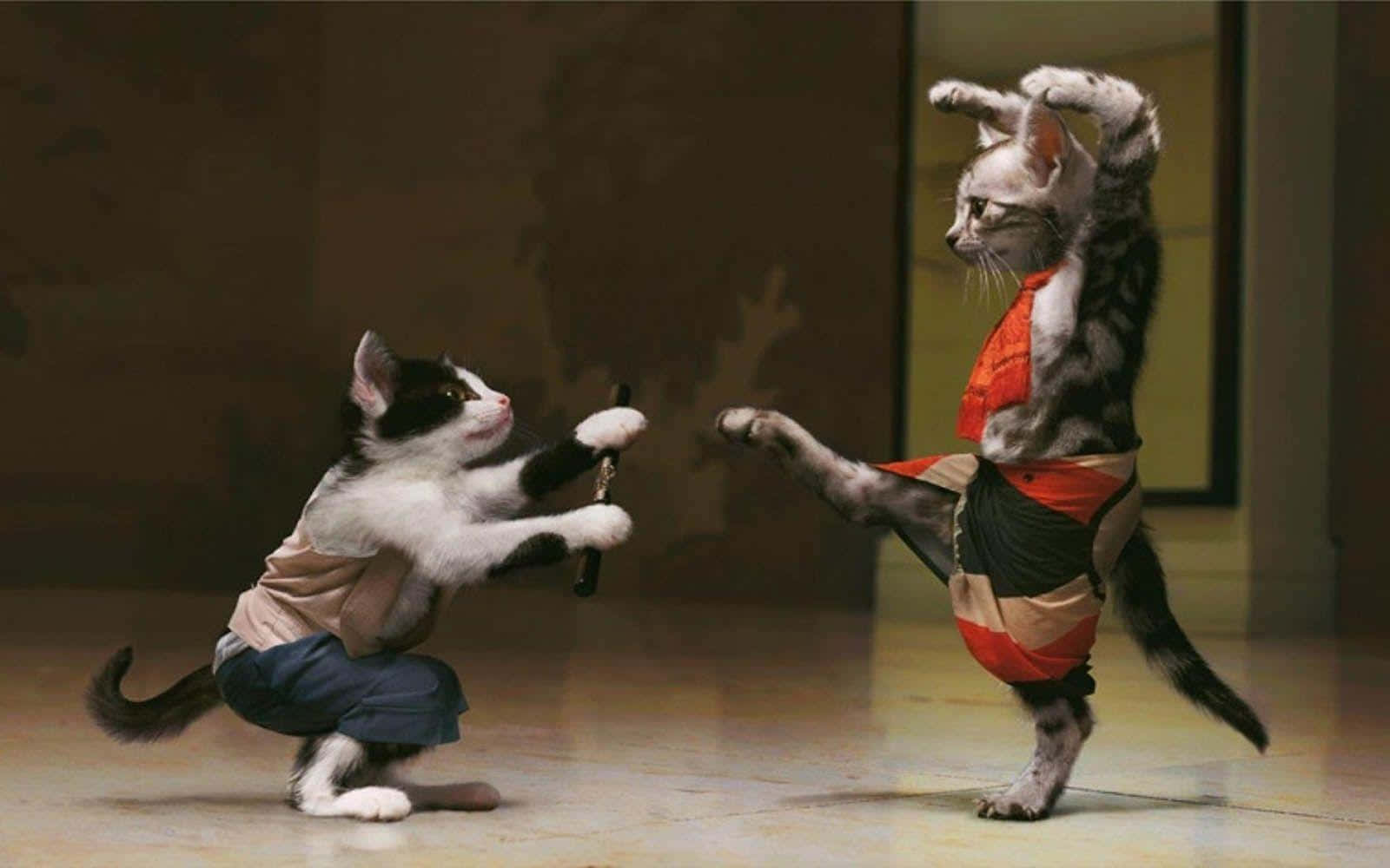 Imagende Un Gato Raro Y Lindo Peleando Karate.