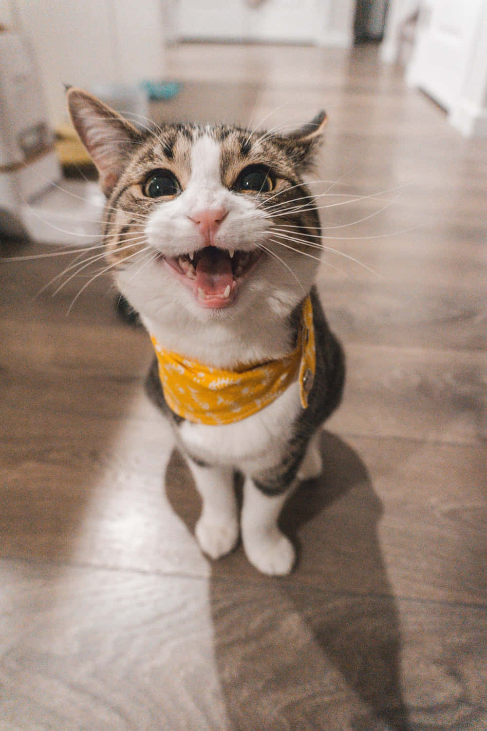 Weird Cat Cute Yellow Bandana Picture