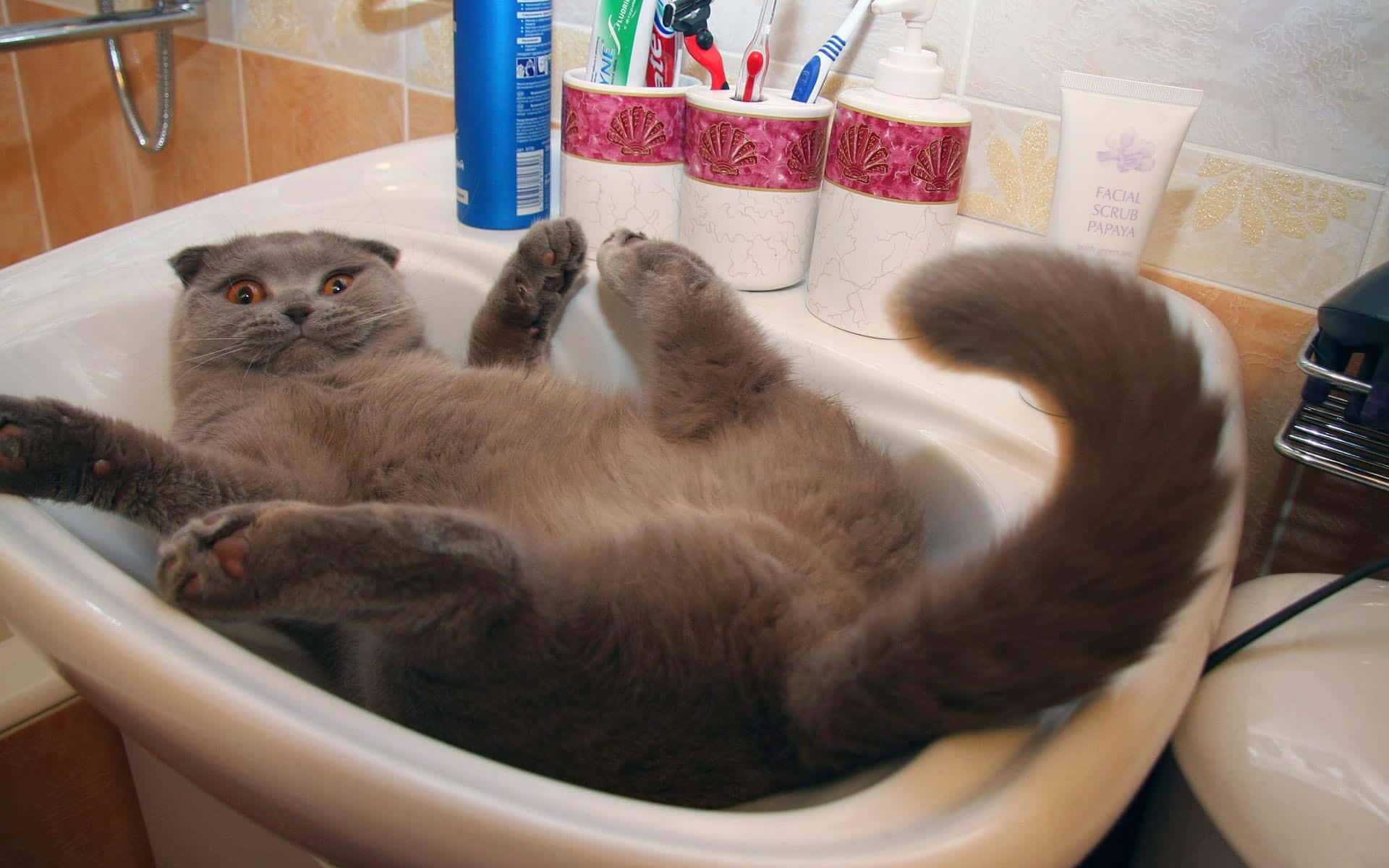 Big Gray Cat Laying Sink Picture