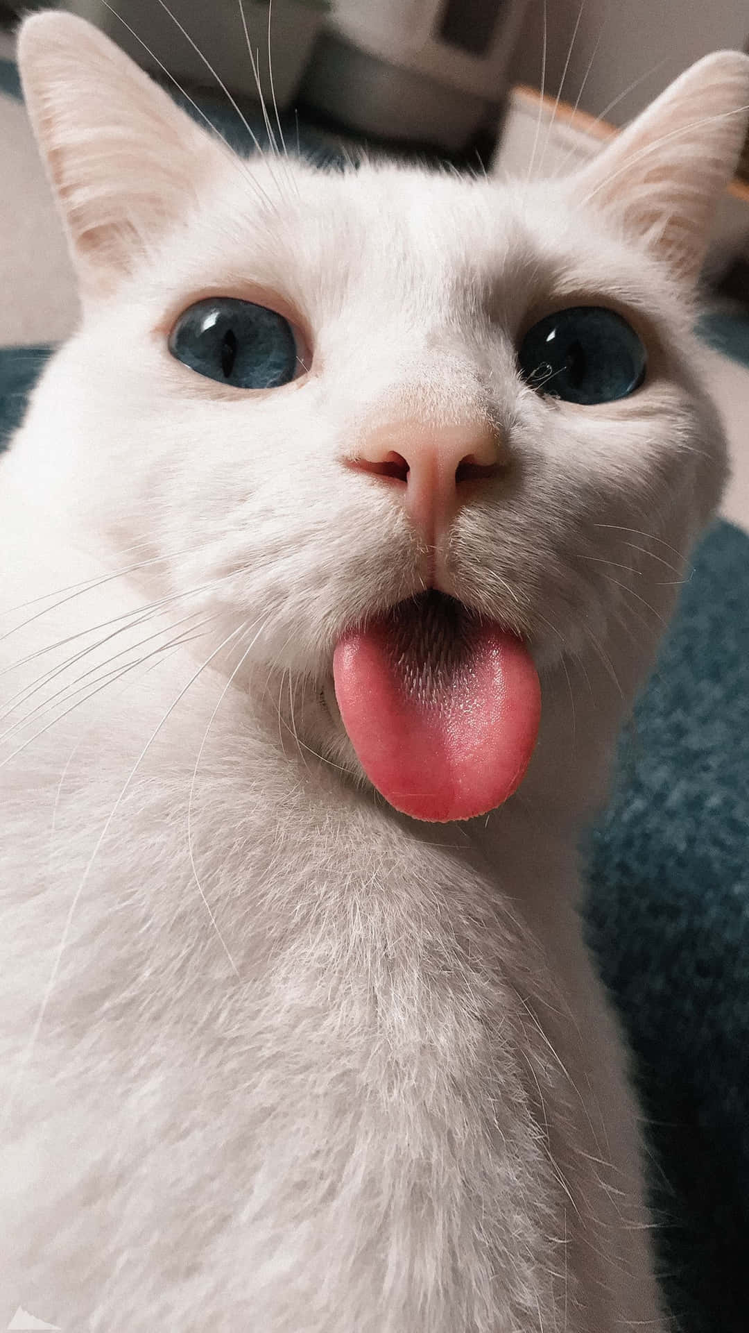 Weird Cat Pink Tongue Out Picture