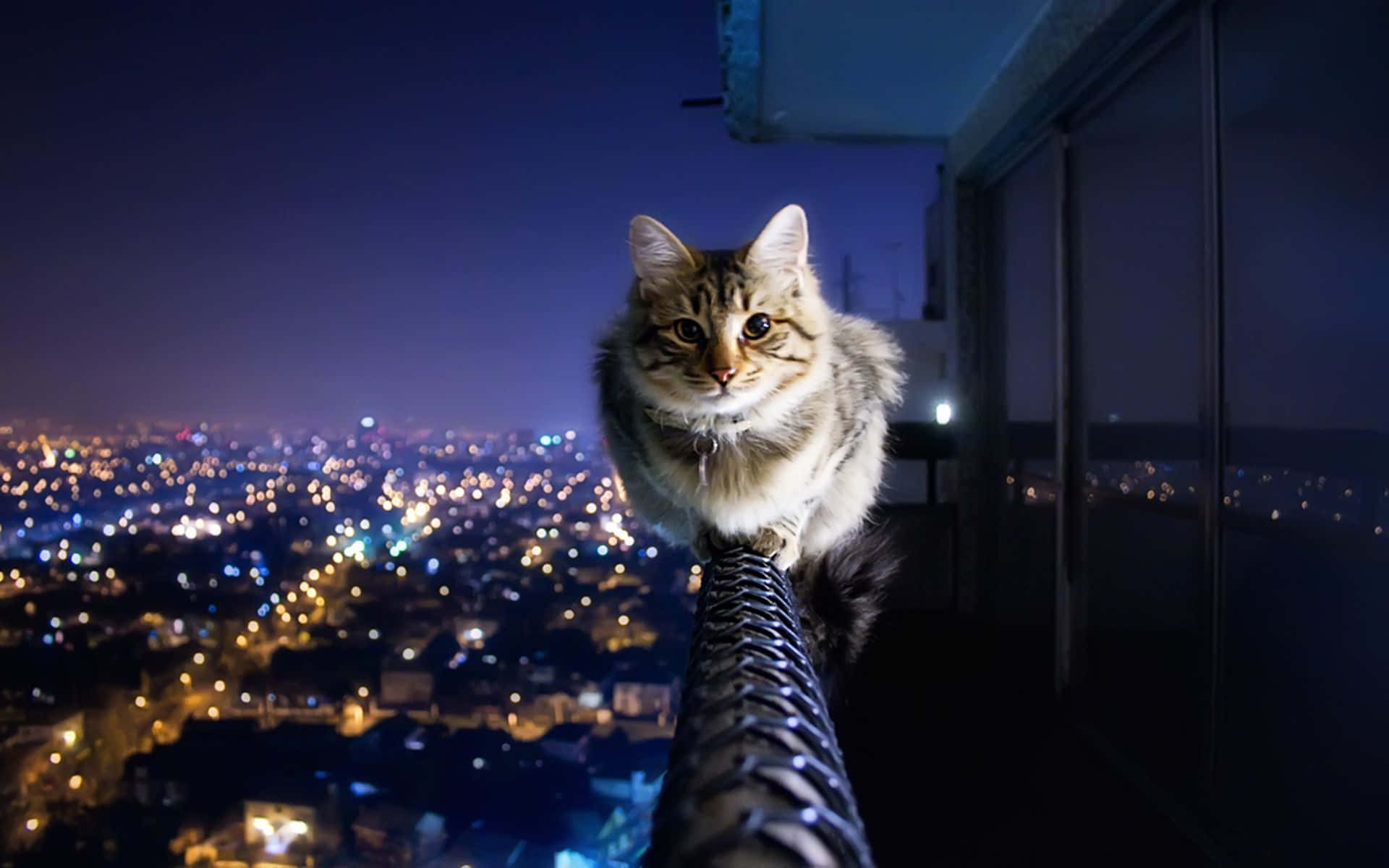 Weird Cat Building Railing City Picture