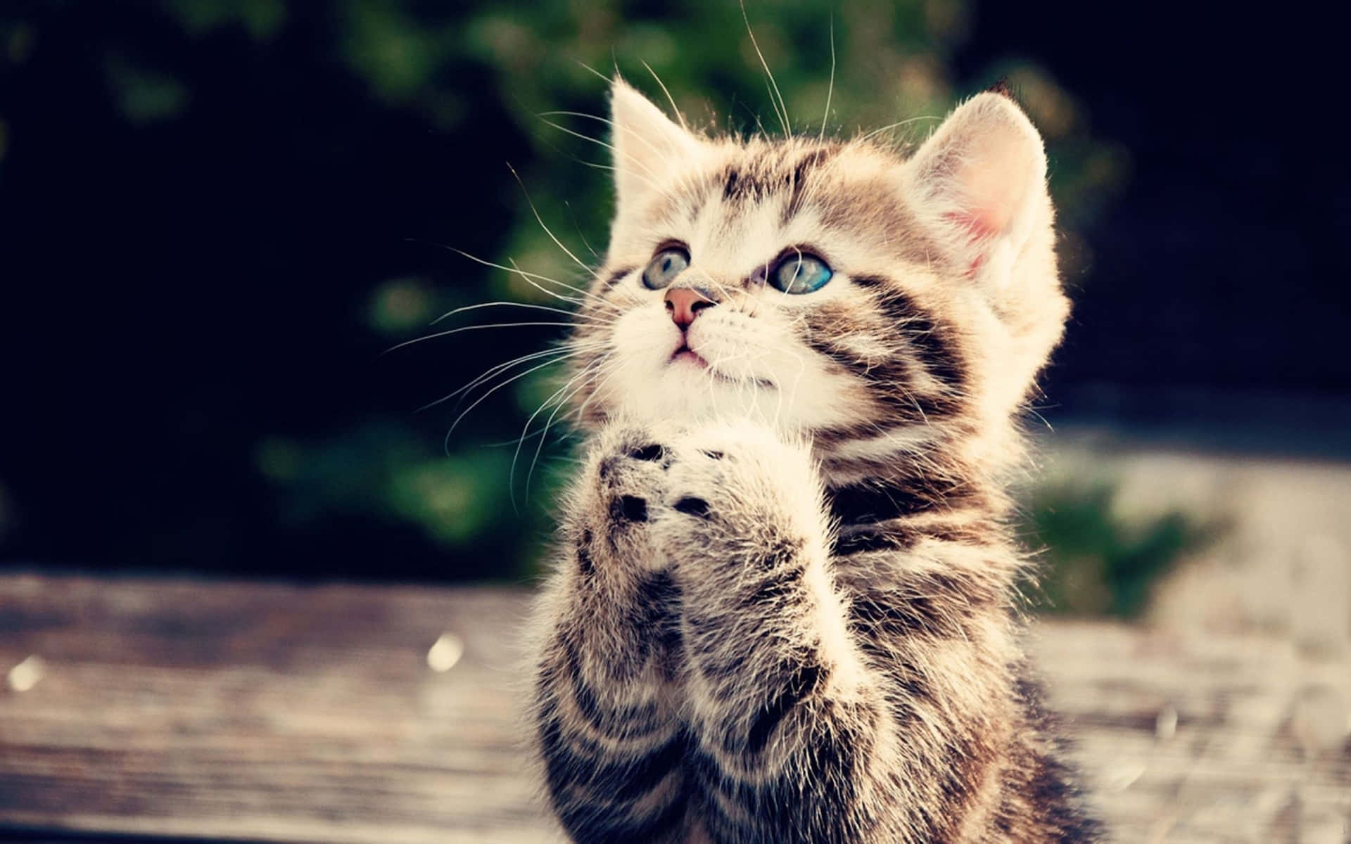Cute Weird Cat Praying Fluffy Picture