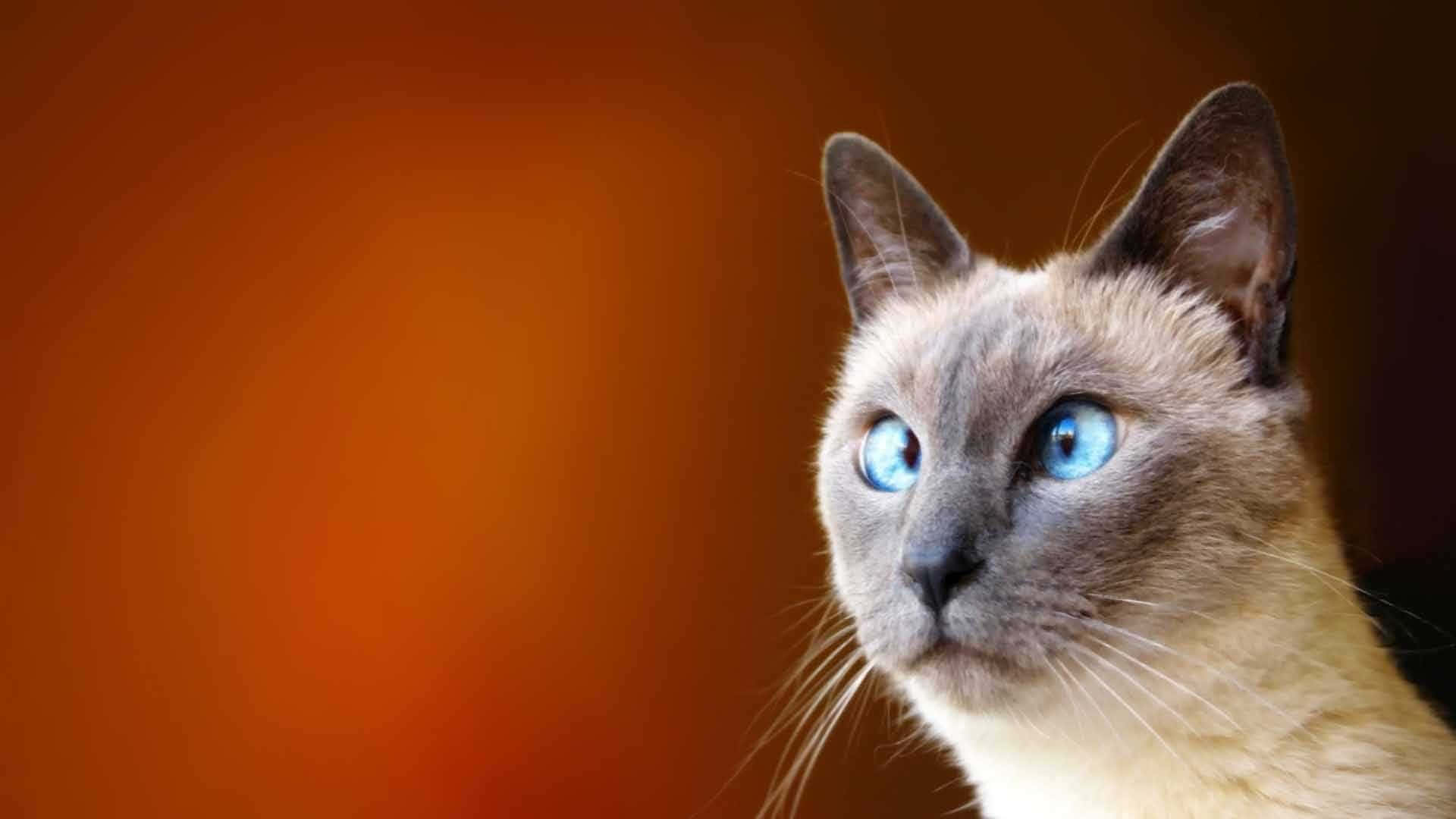 Seltsamesbild Einer Siamesischen Katze Mit Schielen