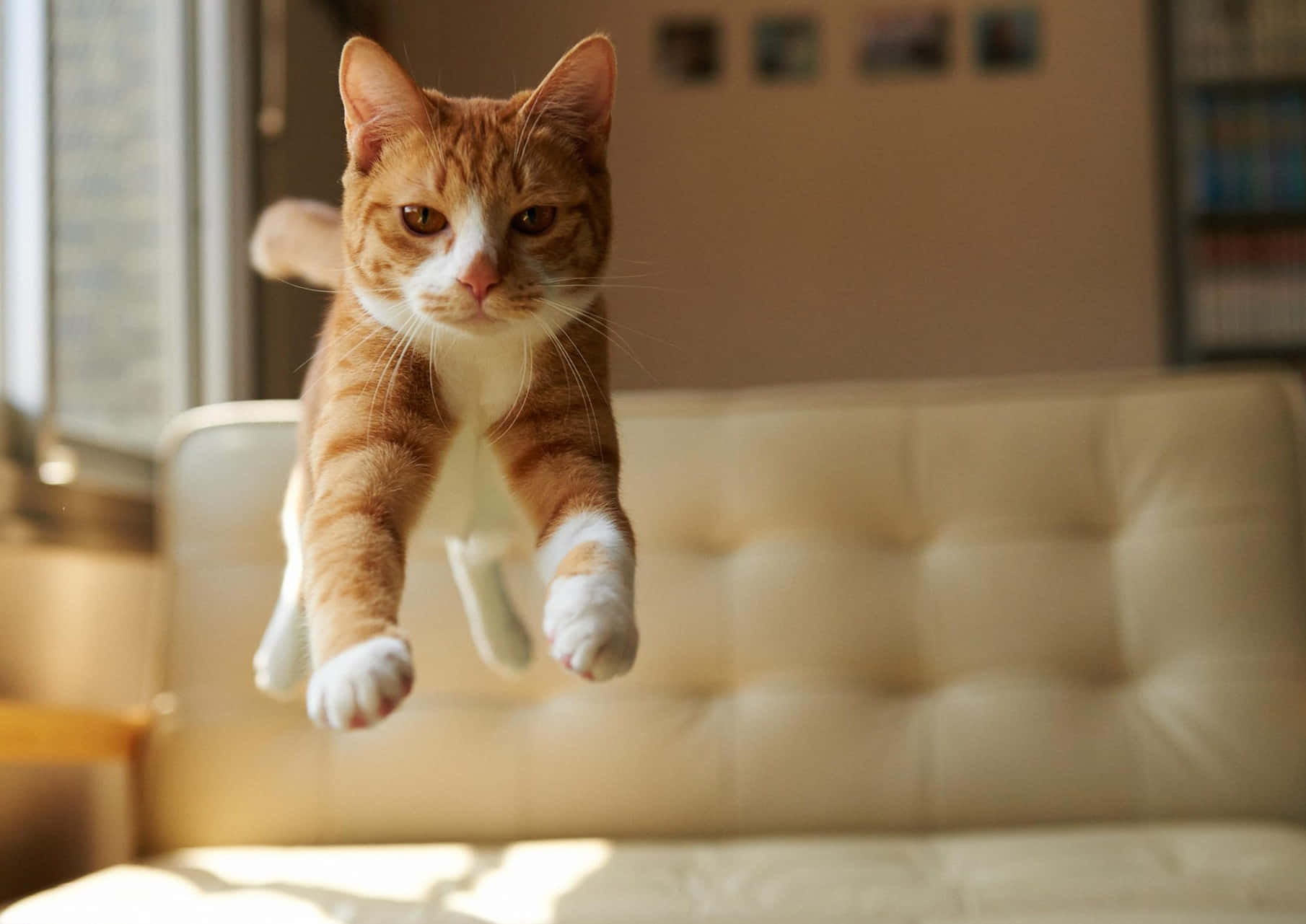 Weird Cat Orange Jumping Couch Picture