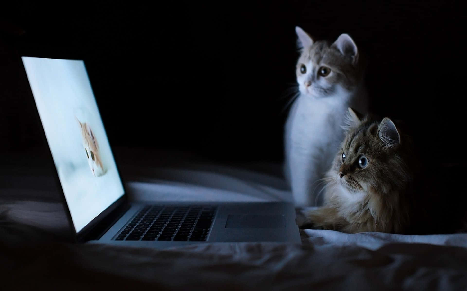 Duestrani Gatti Che Osservano Un'immagine Sul Laptop.