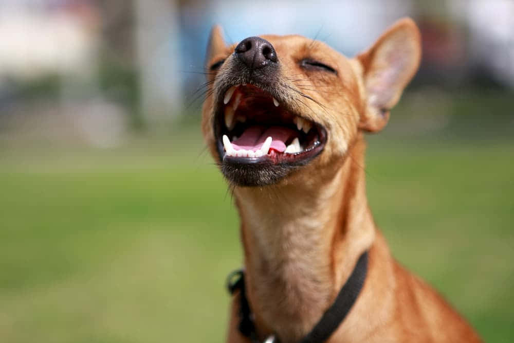 A Dog Is Yawning In The Park