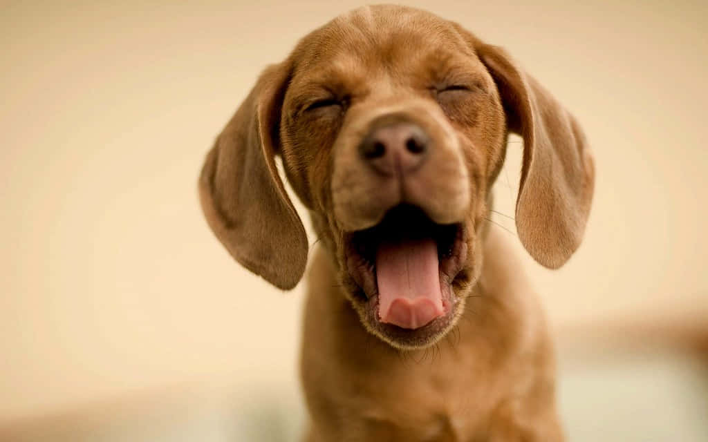A Brown Dog Is Yawning With Its Tongue Out