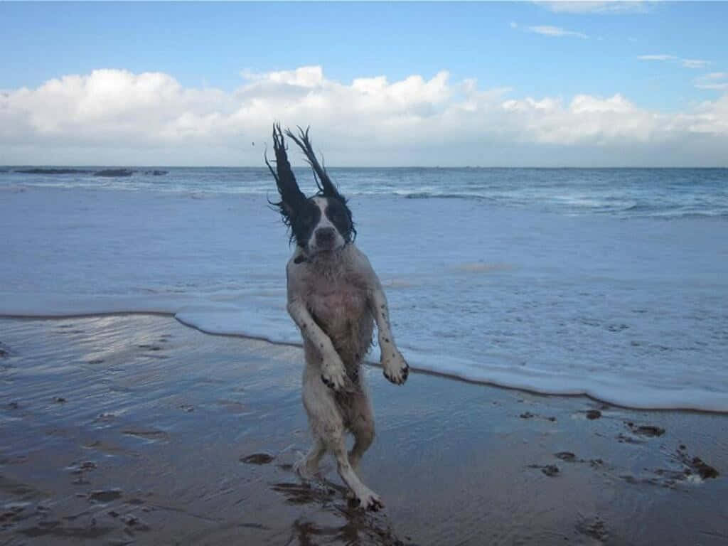 A Dog Standing On The Beach With Its Hair Blowing In The Wind