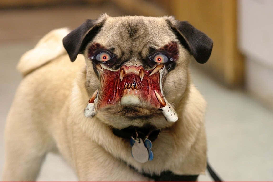 Enmops Hund Med Ett Zombie Ansikte På Sitt Huvud