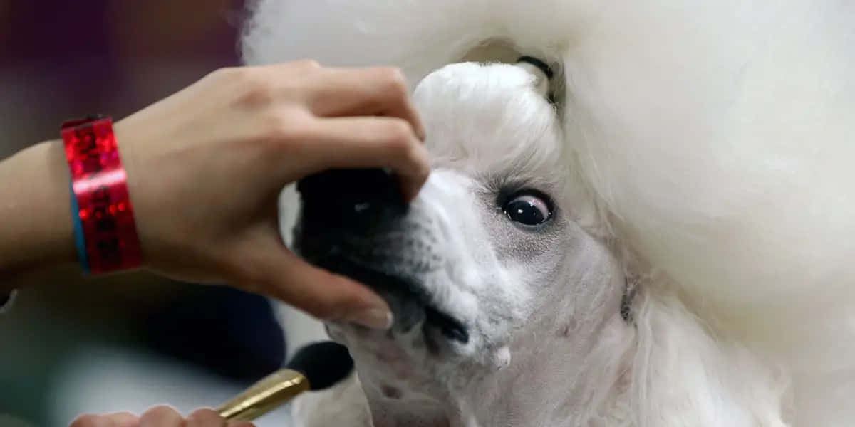 Adorabilee Strano - Questo Cane Unico Nel Suo Genere Farà Sorridere Chiunque!