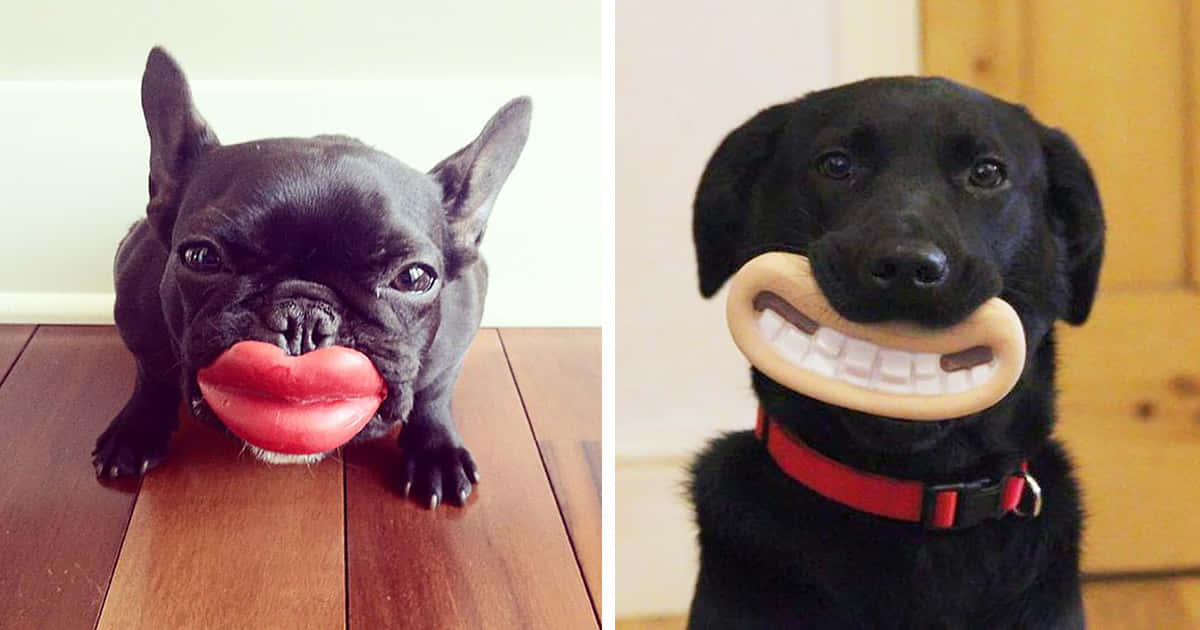 Two Pictures Of A Black Dog With A Red Toy In Its Mouth
