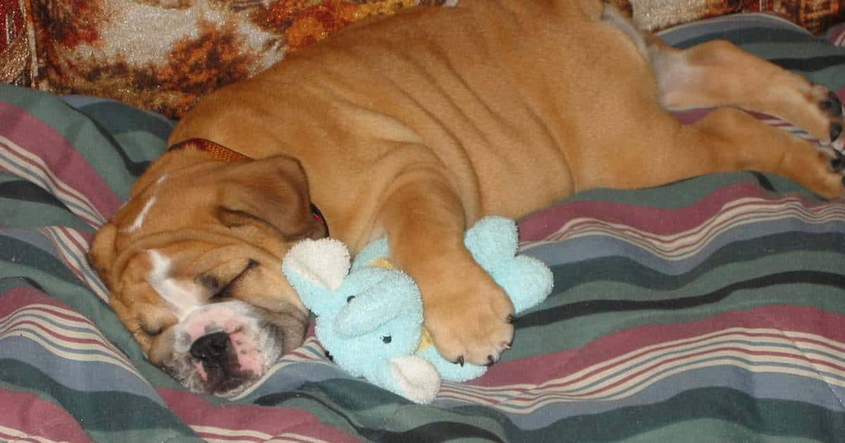 A Brown And White Dog Sleeping On A Bed