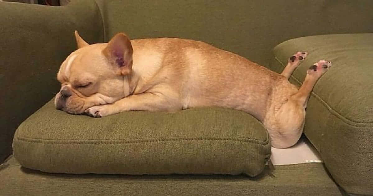 A Dog Sleeping On A Green Couch