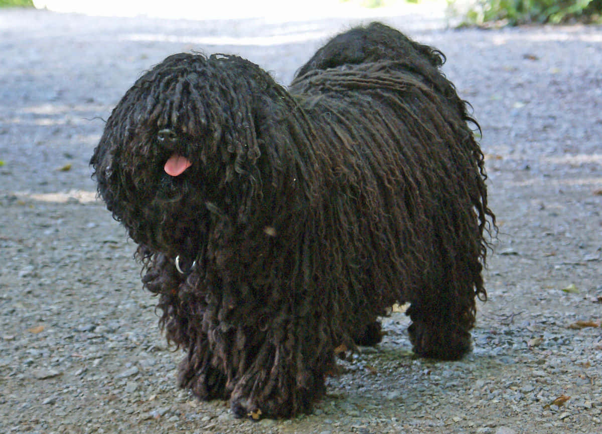 A Black Dog With Long Hair