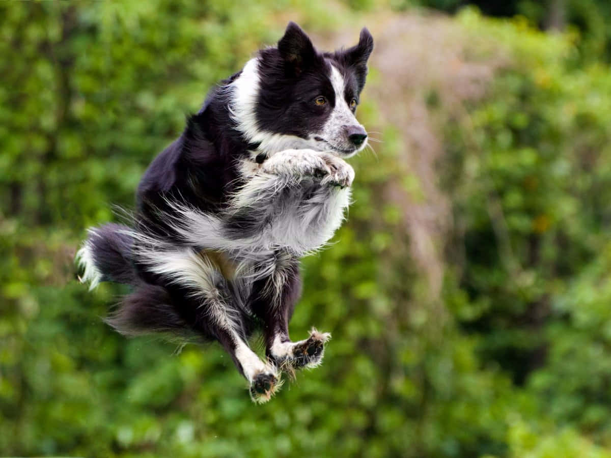 A Dog Jumping In The Air With Its Legs Extended