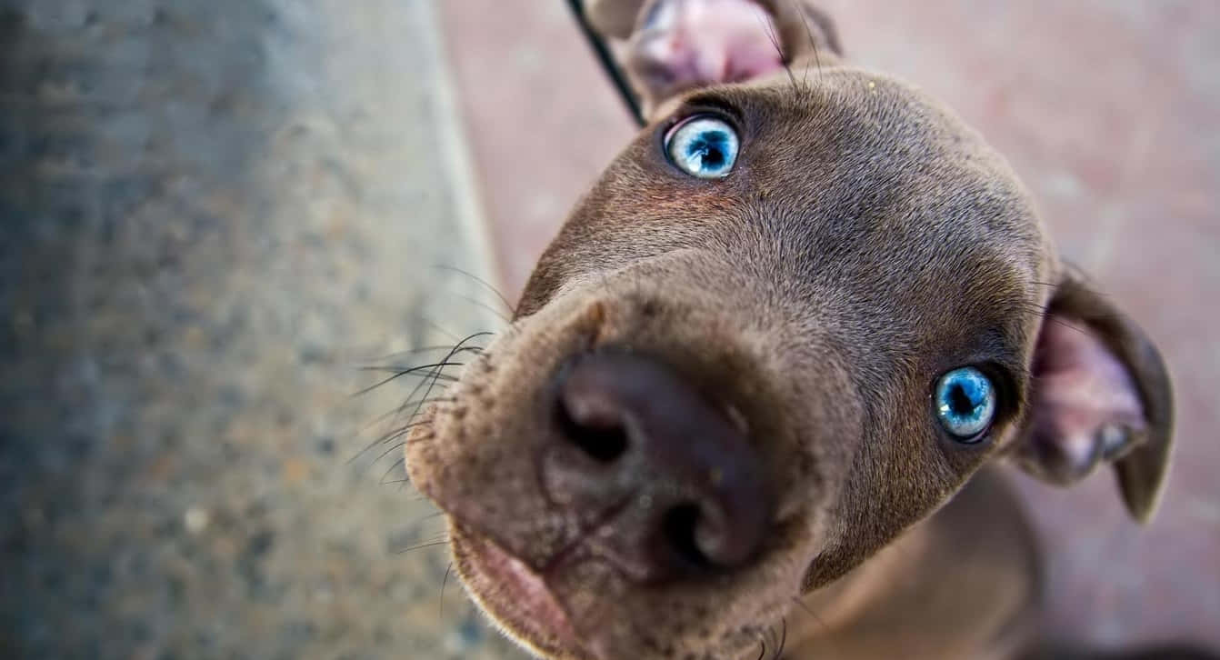 A Brown Dog With Blue Eyes Looking Up At The Camera