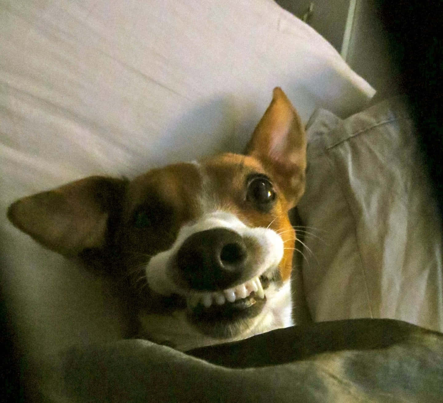 A Dog Is Laying In Bed With Its Mouth Open