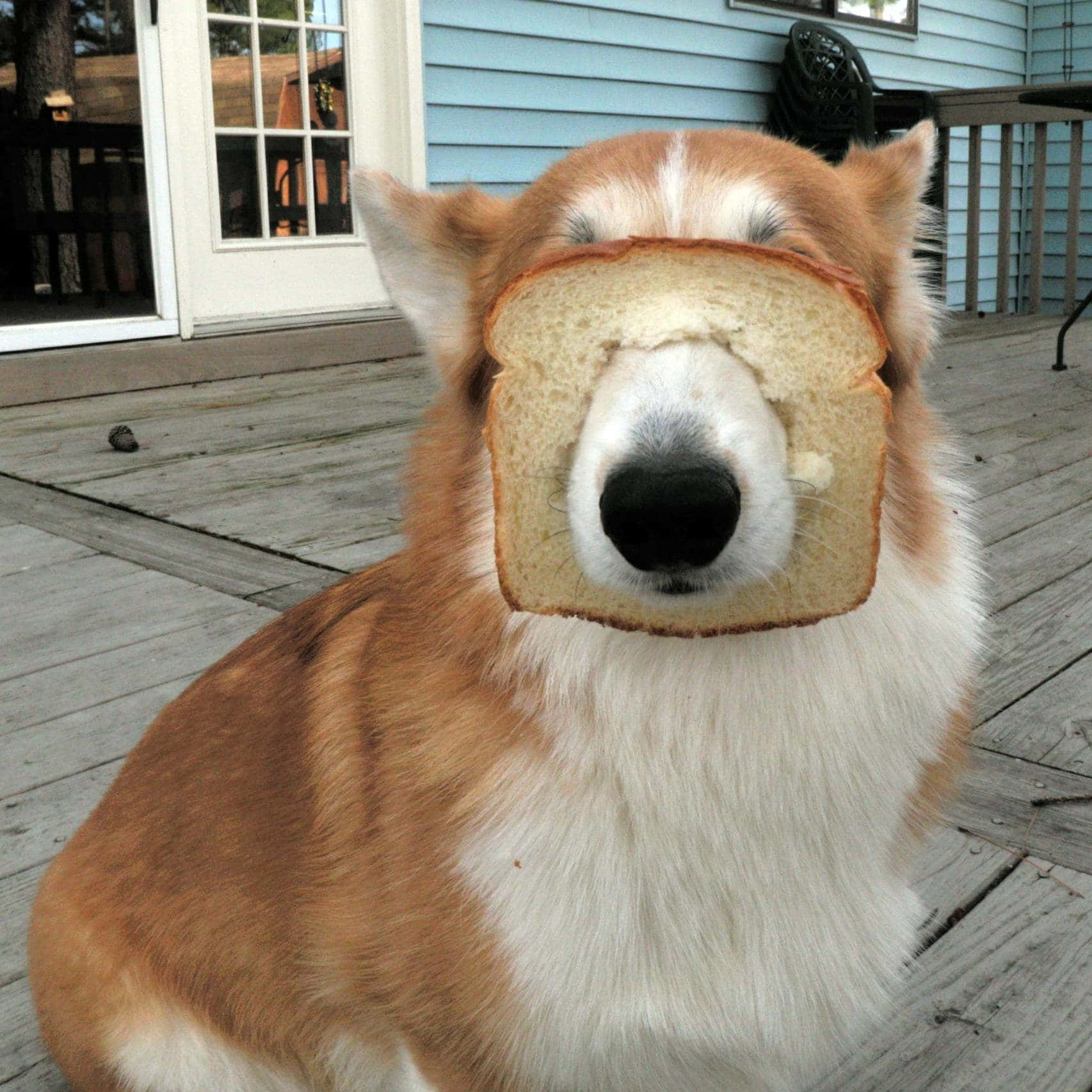A Dog With Bread On His Face