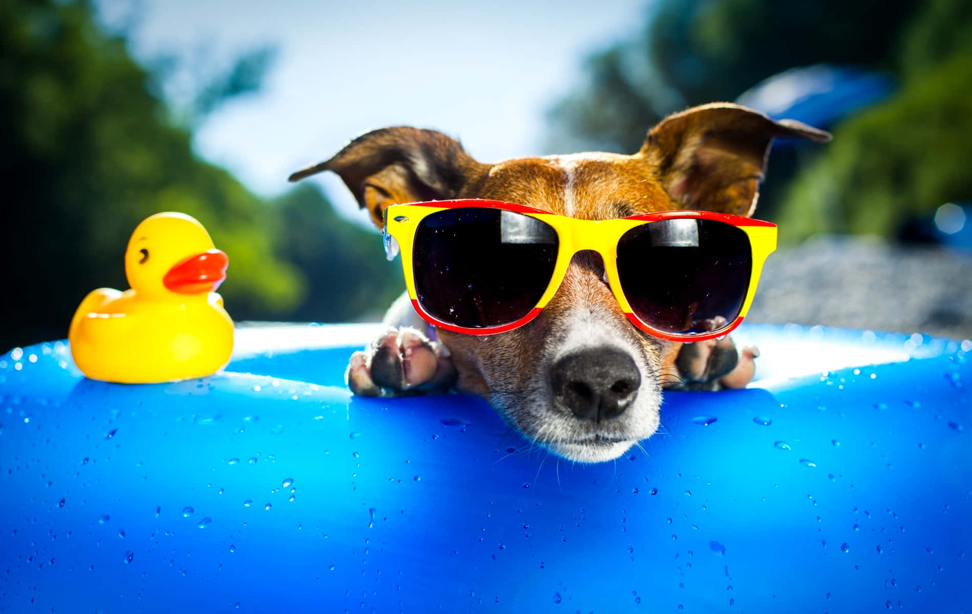 A Dog Wearing Sunglasses