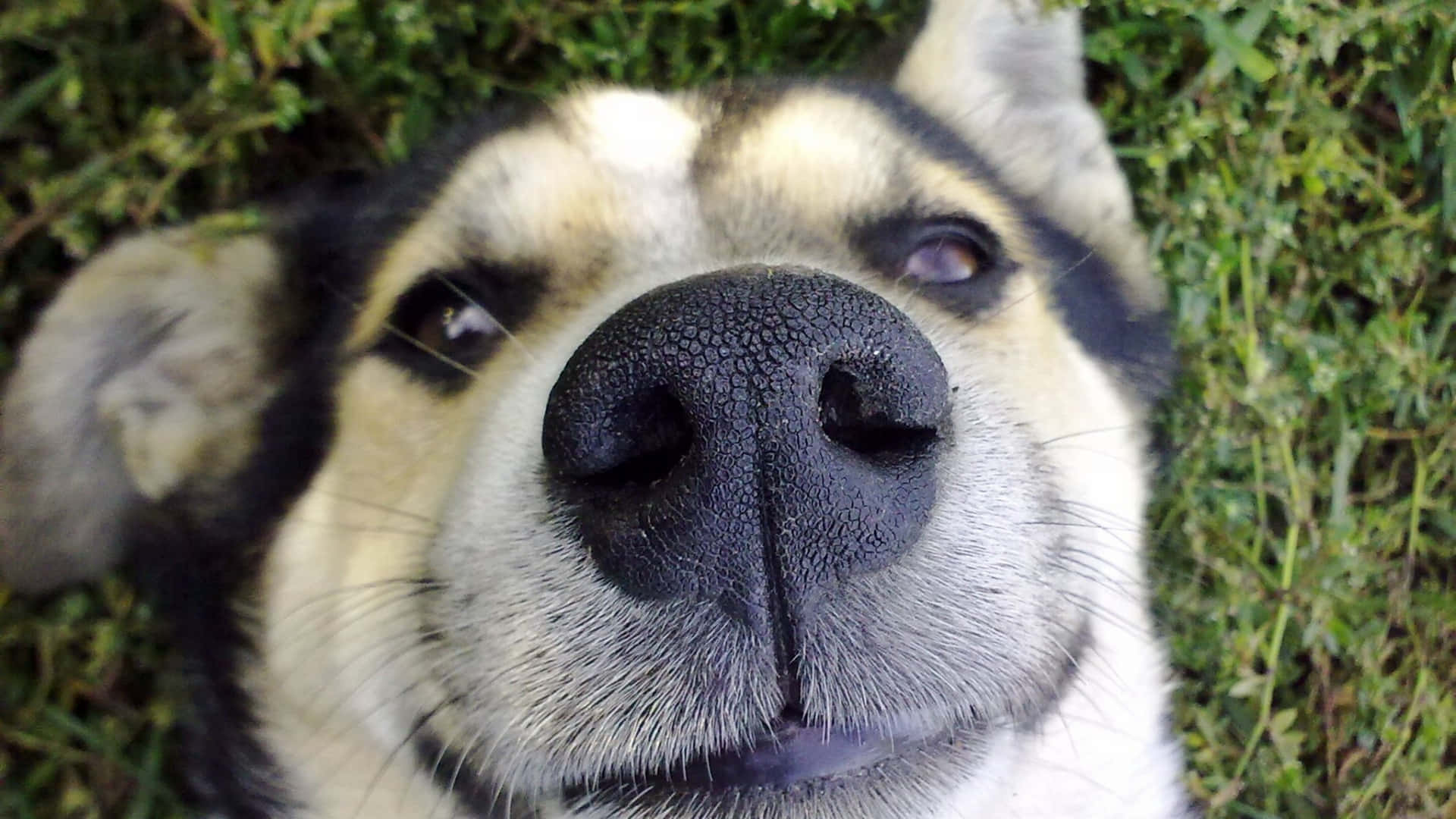 A Dog Is Laying On The Grass Looking Up At The Camera