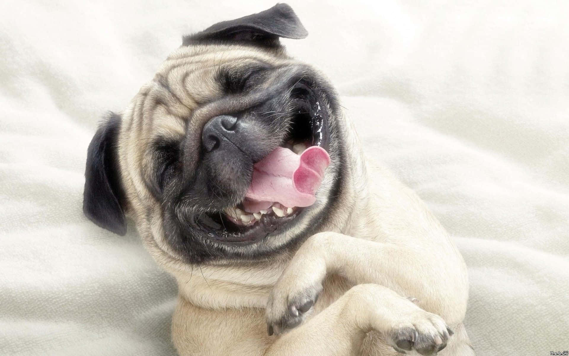 A Pug Dog Is Laying On A Bed With Its Tongue Out