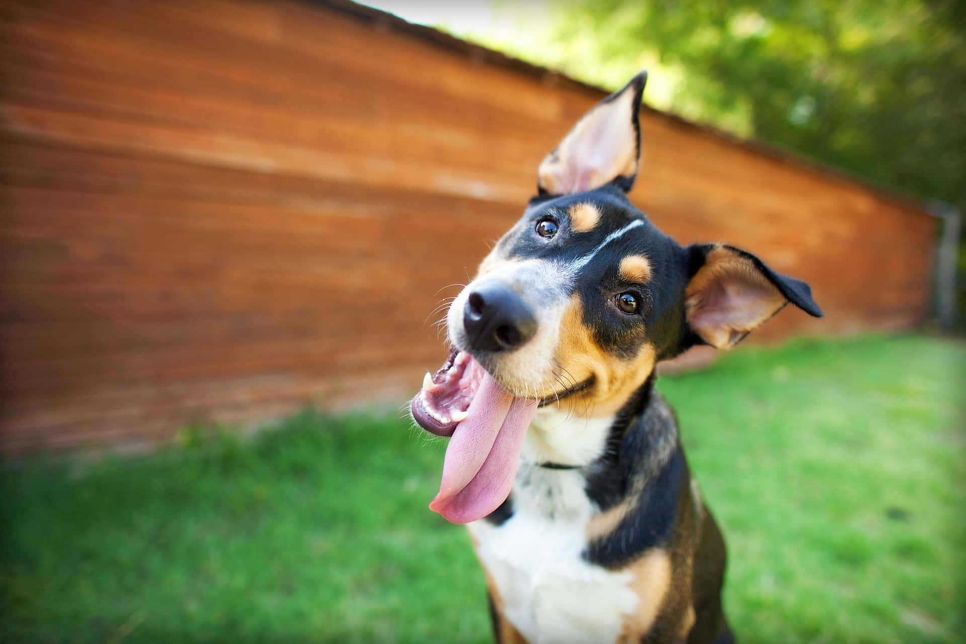 A Dog With Its Tongue Out In Front Of A Wooden Fence