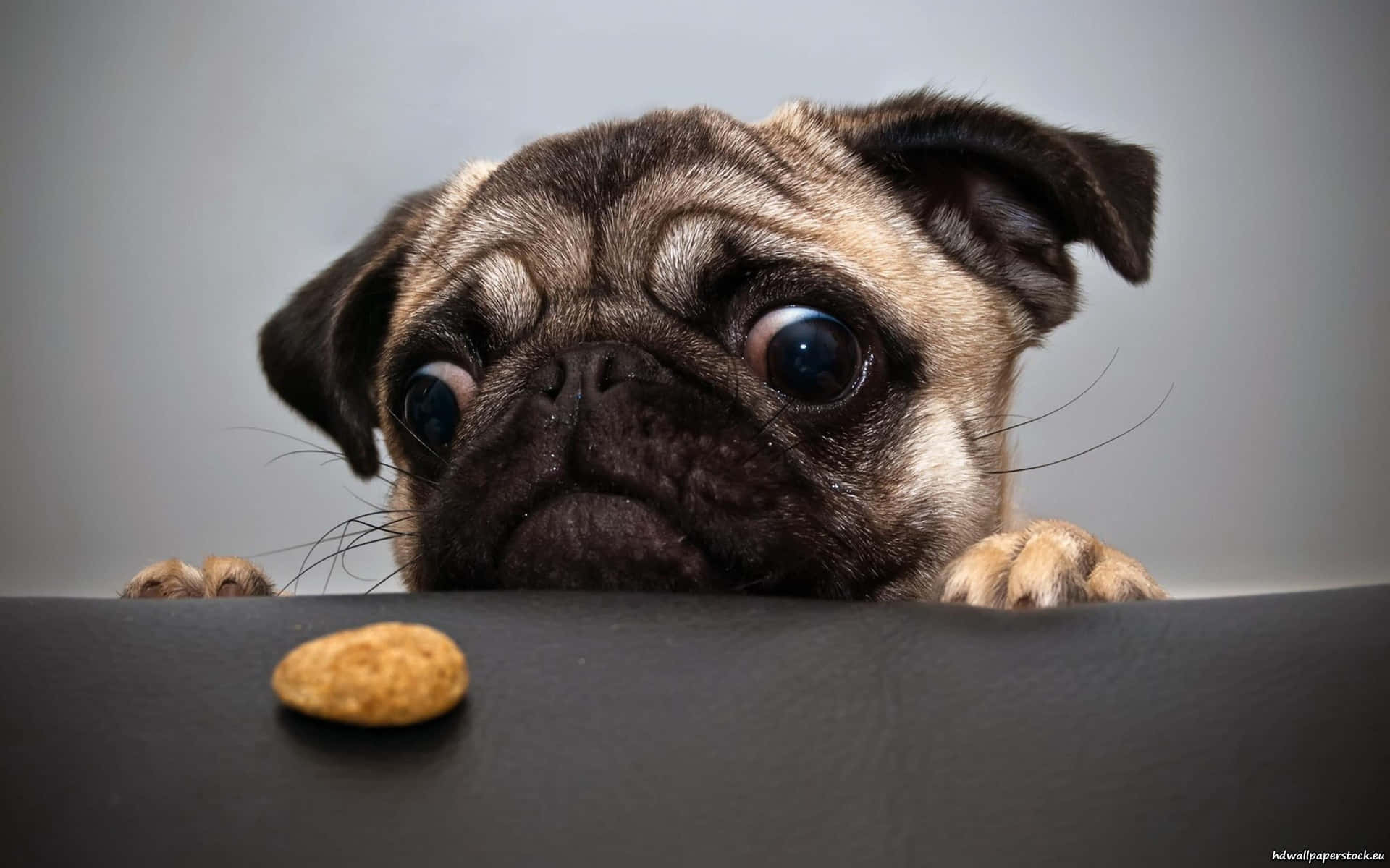 A Pug Dog Looking At A Piece Of Bread