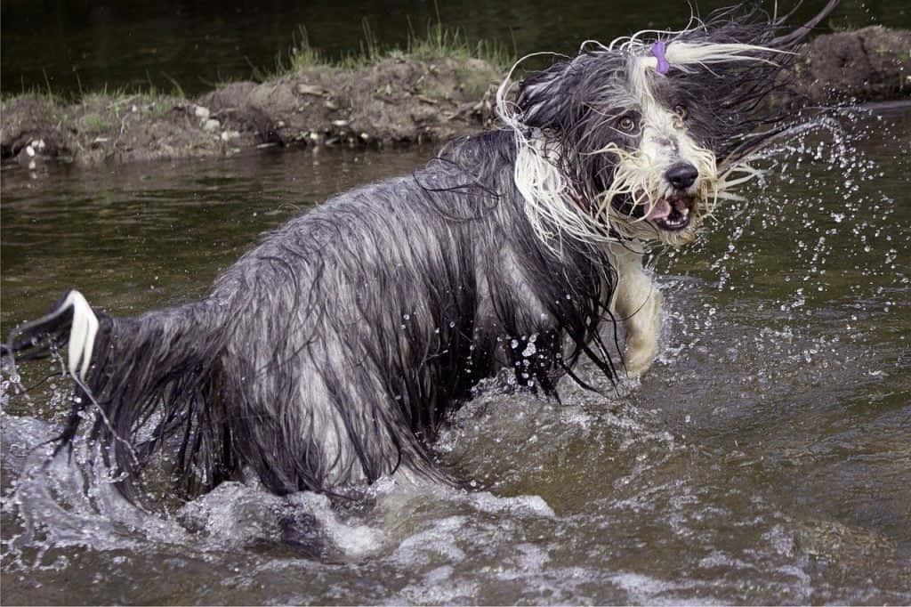 A Dog Running In The Water
