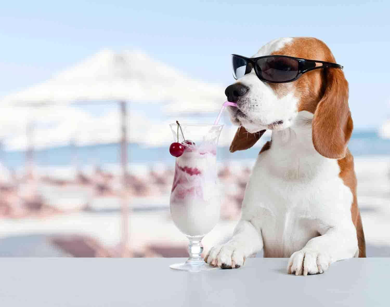 Beagle Dog Drinking A Cocktail At The Beach