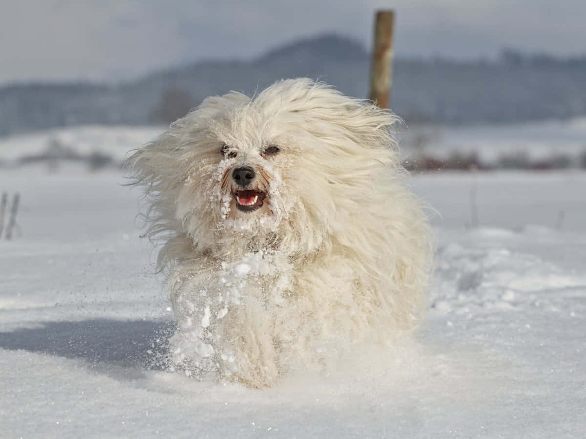 Unperro Blanco Corriendo Por La Nieve