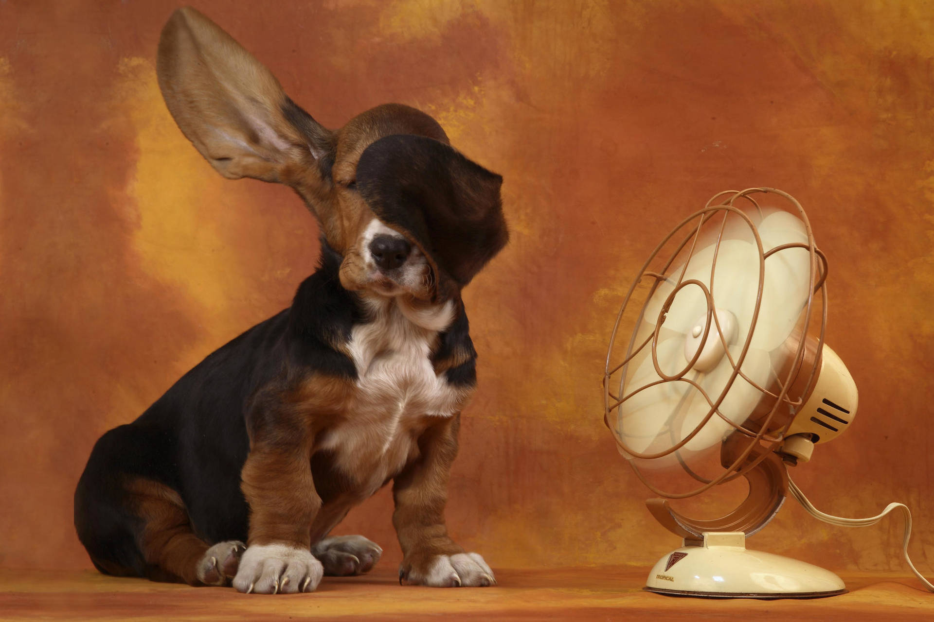 Weird Dog With Electric Fan Wallpaper