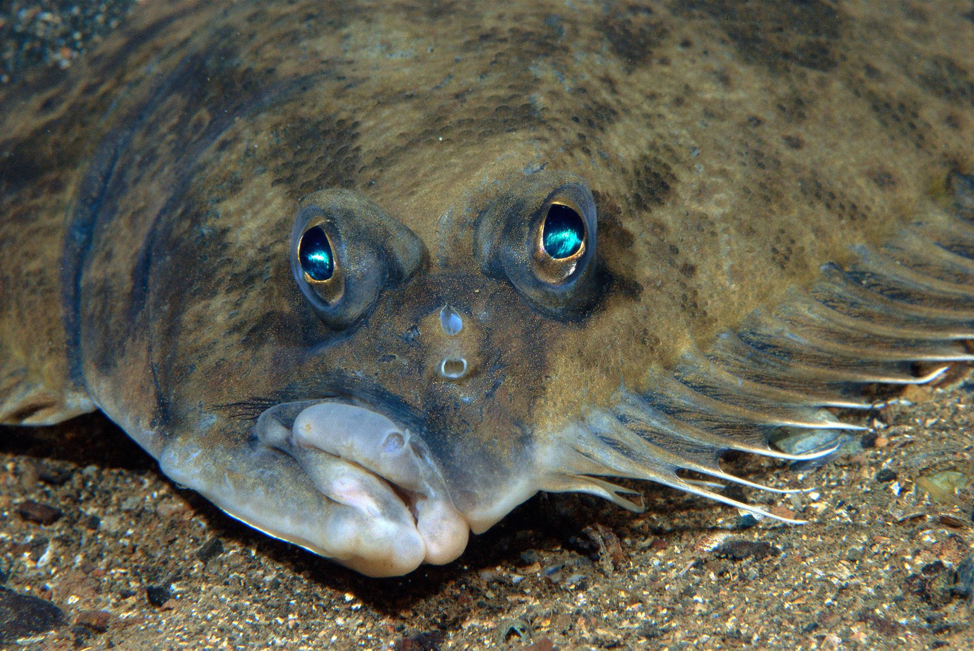Weird Flounder Flatfish Specie Wallpaper
