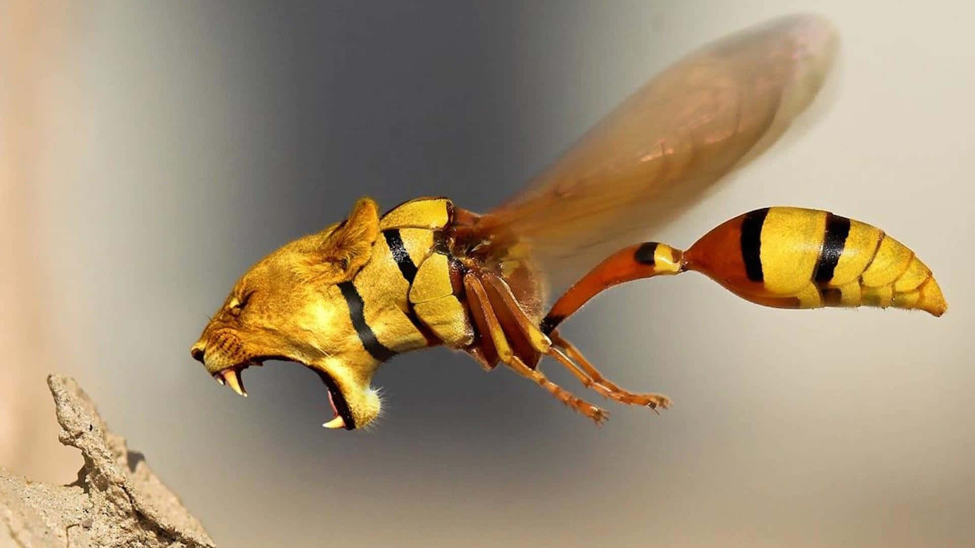 Weird Black And Yellow Wasp With Tiger Head Picture