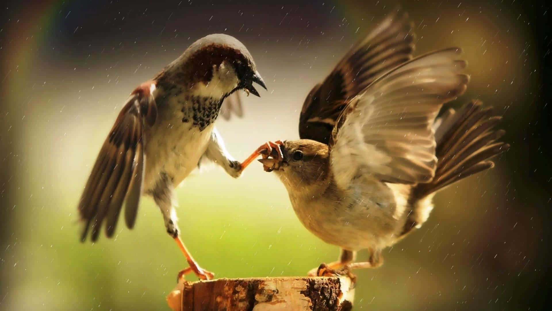 Two Birds Are Fighting Over A Piece Of Wood