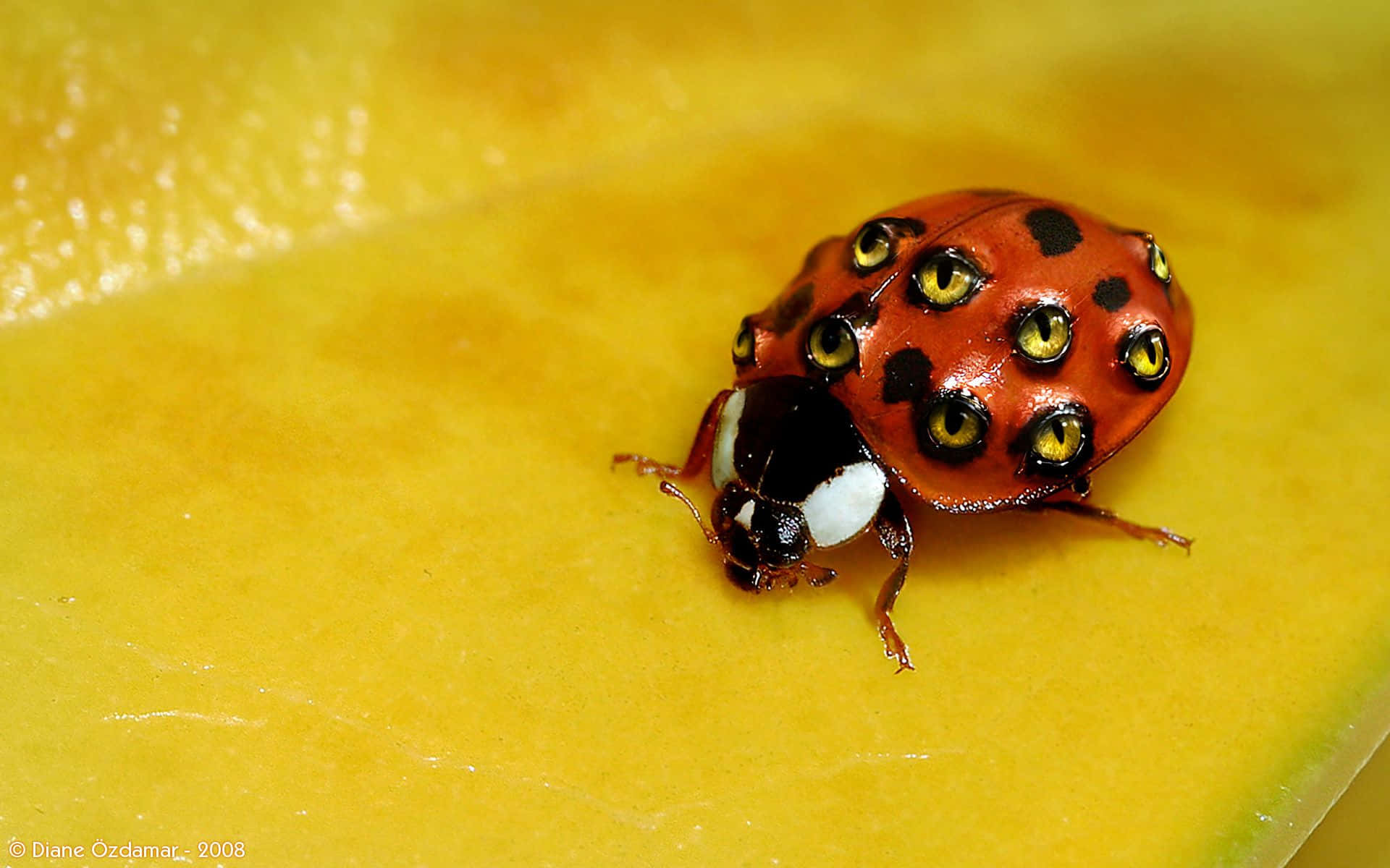 A Ladybug On A Yellow Leaf