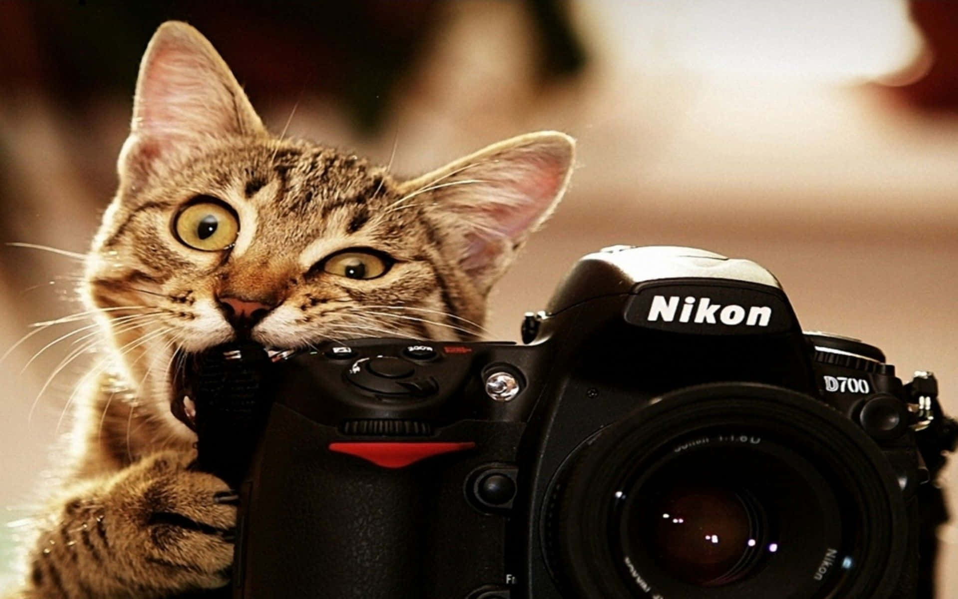 A Cat Is Holding A Camera And Looking At It