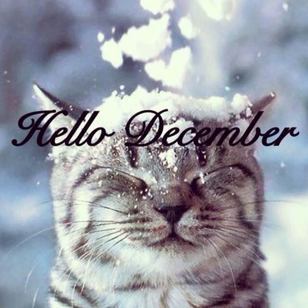 Welcome December Snow Cat Wallpaper