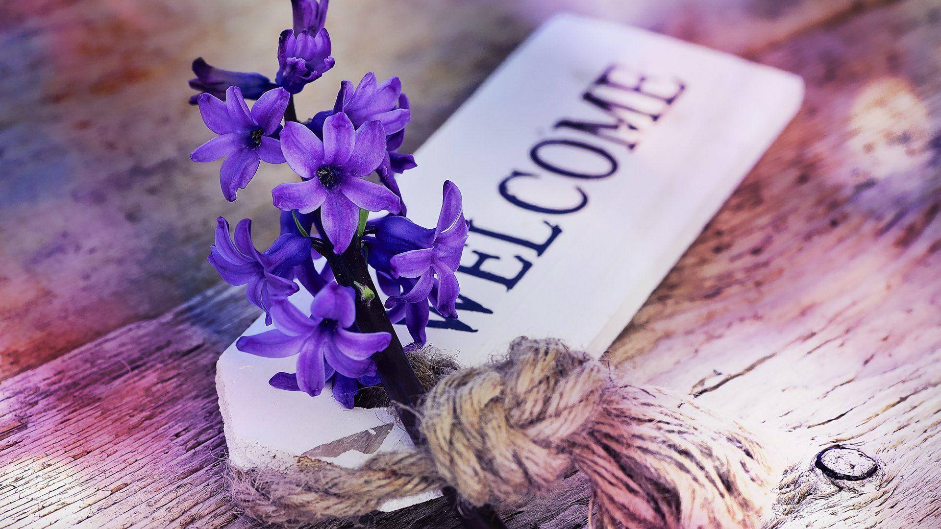 Welcome Tag With Hyacinth Wallpaper
