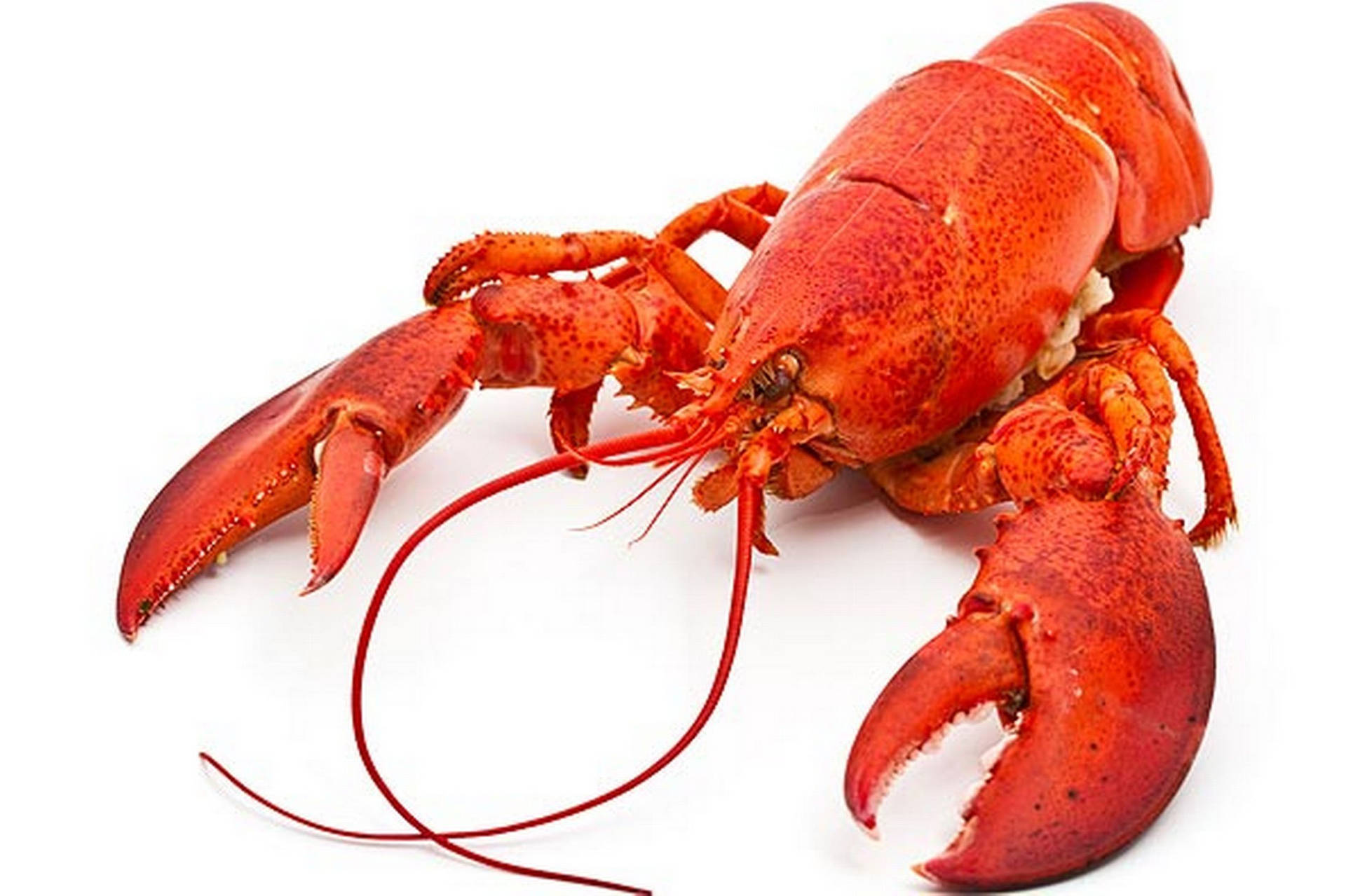 Well-Cooked Lobster Photograph Wallpaper