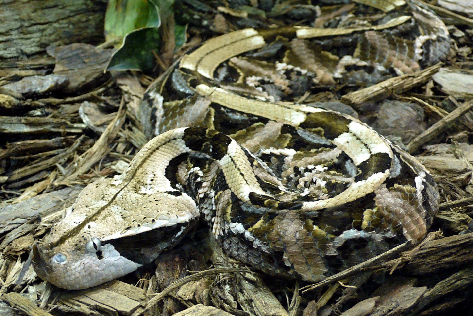 West African Camouflage Gaboon Viper Wallpaper